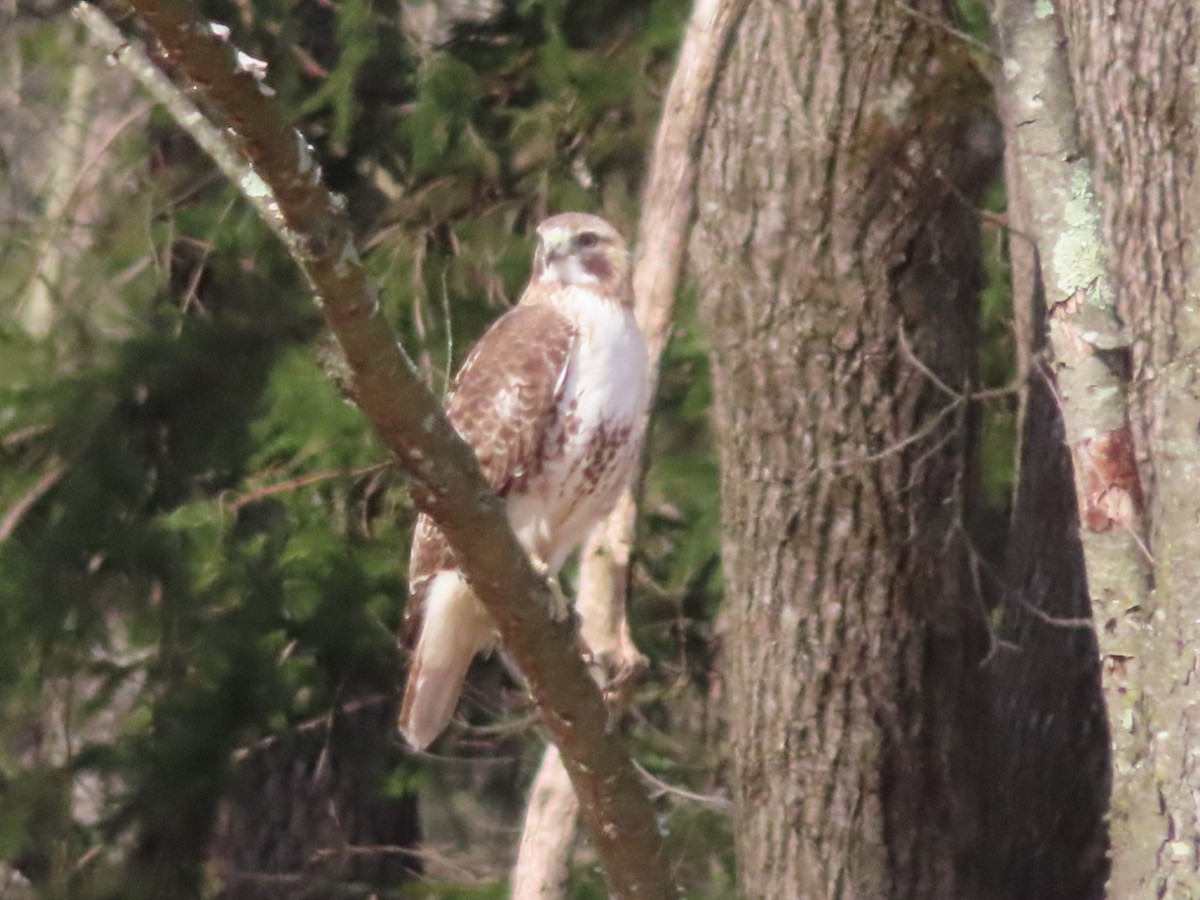 Red-tailed Hawk - ML616044174