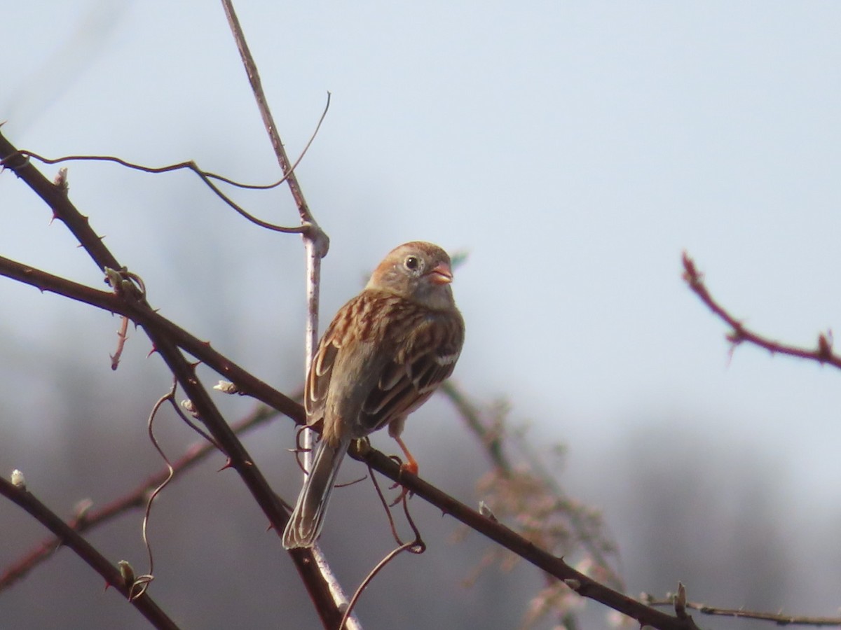 Field Sparrow - ML616044237
