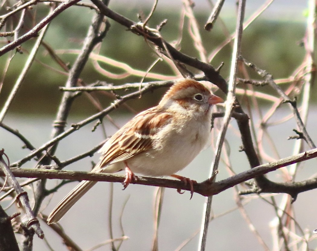 Field Sparrow - ML616044238
