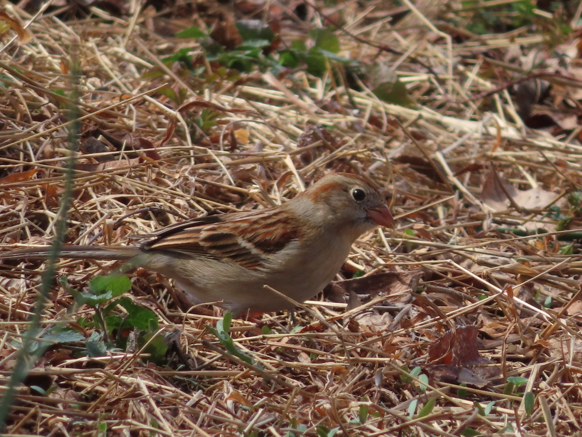 Field Sparrow - ML616044239