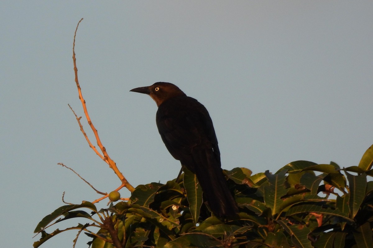 Great-tailed Grackle - ML616044285