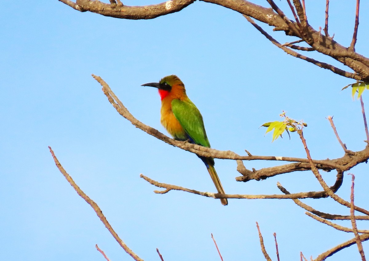 Red-throated Bee-eater - ML616044331
