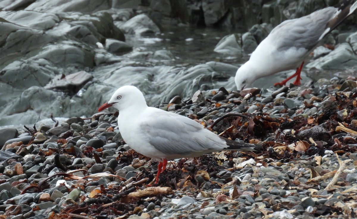 Silver Gull (Red-billed) - ML616044521