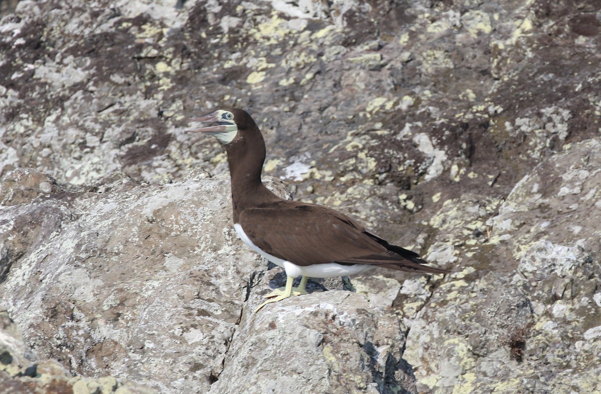 Brown Booby - ML616044591