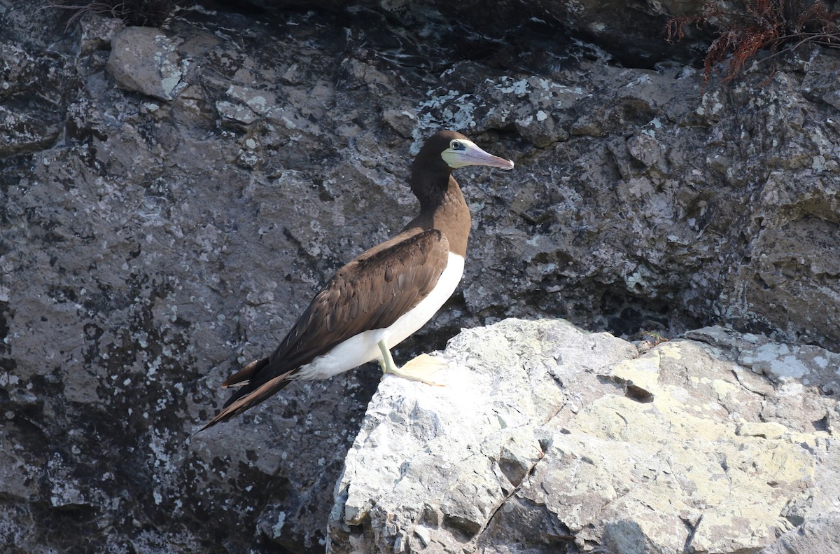 Brown Booby - ML616044593