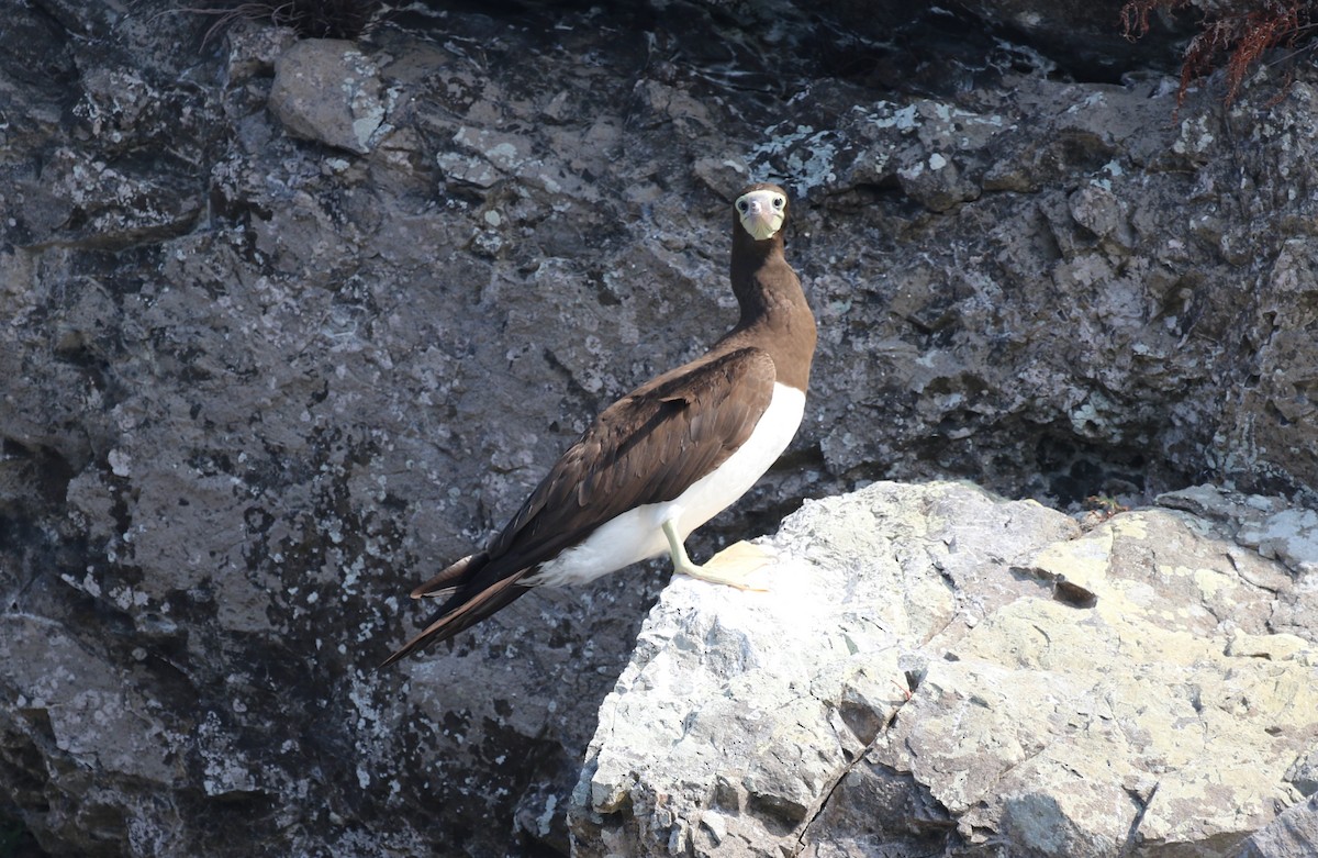 Brown Booby - ML616044595