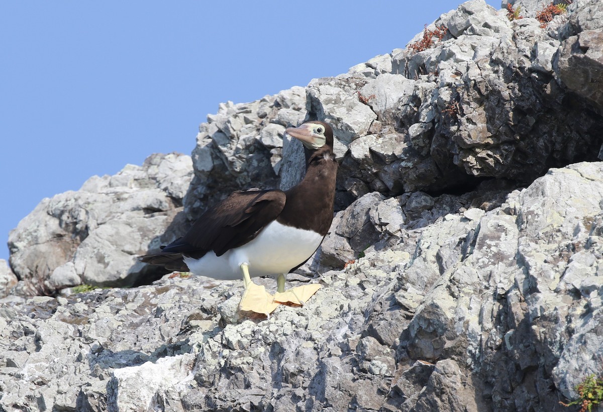 Brown Booby - ML616044597