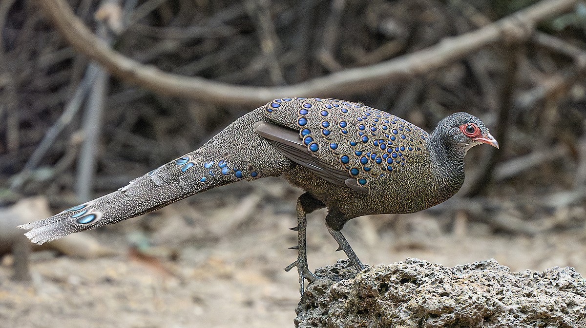 Germain's Peacock-Pheasant - ML616044717