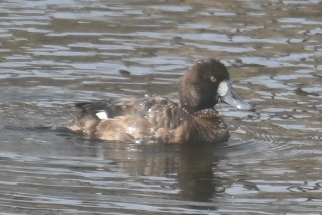 Greater Scaup - ML616044750