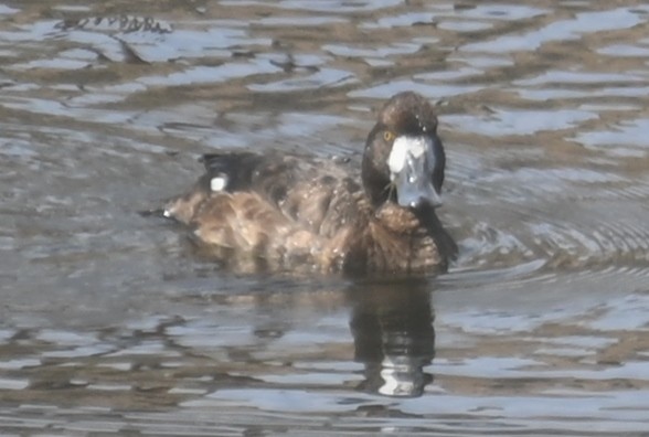Greater Scaup - ML616044751