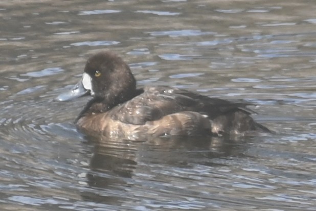 Greater Scaup - ML616044754