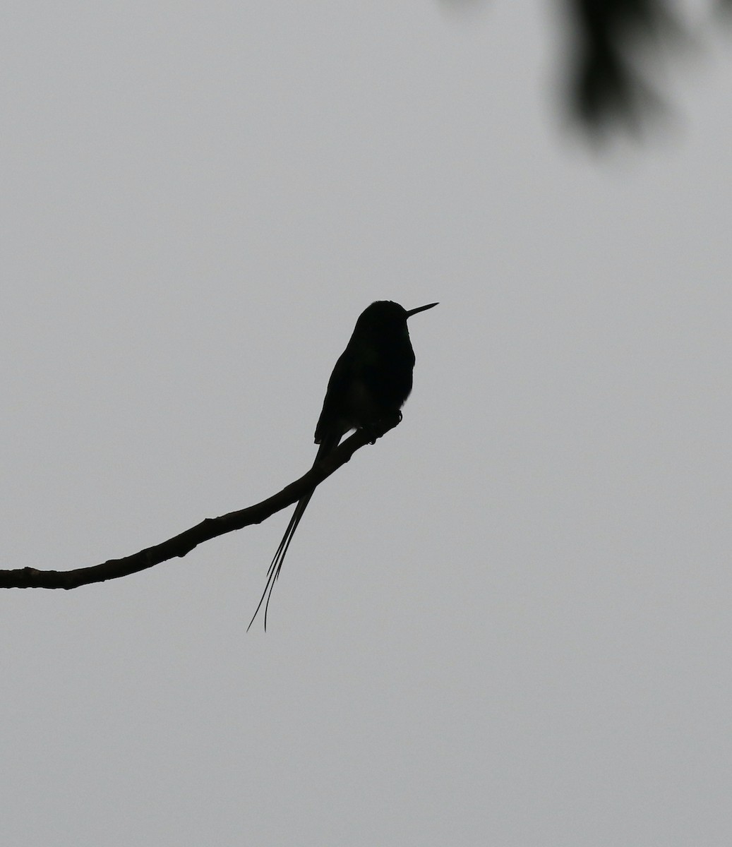 Black-bellied Thorntail - ML616044783