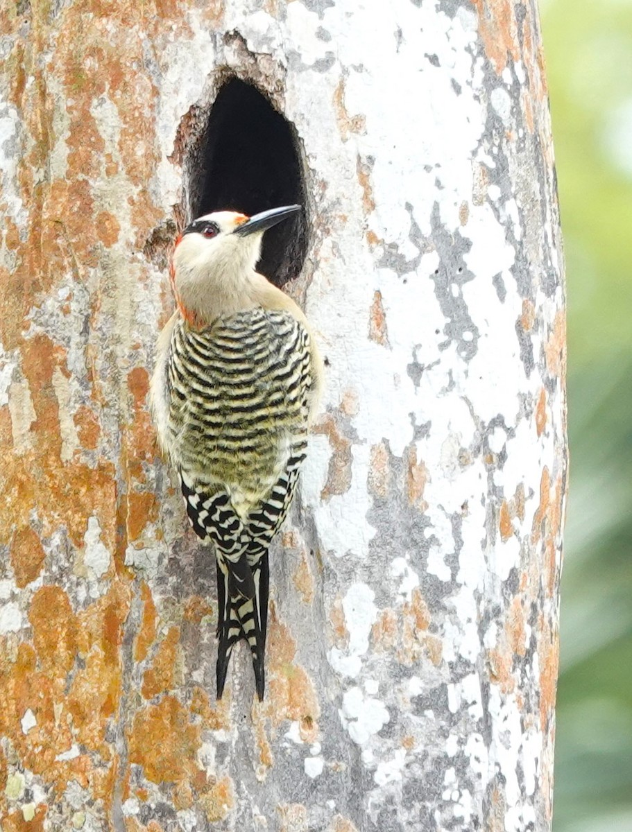 West Indian Woodpecker - ML616044849