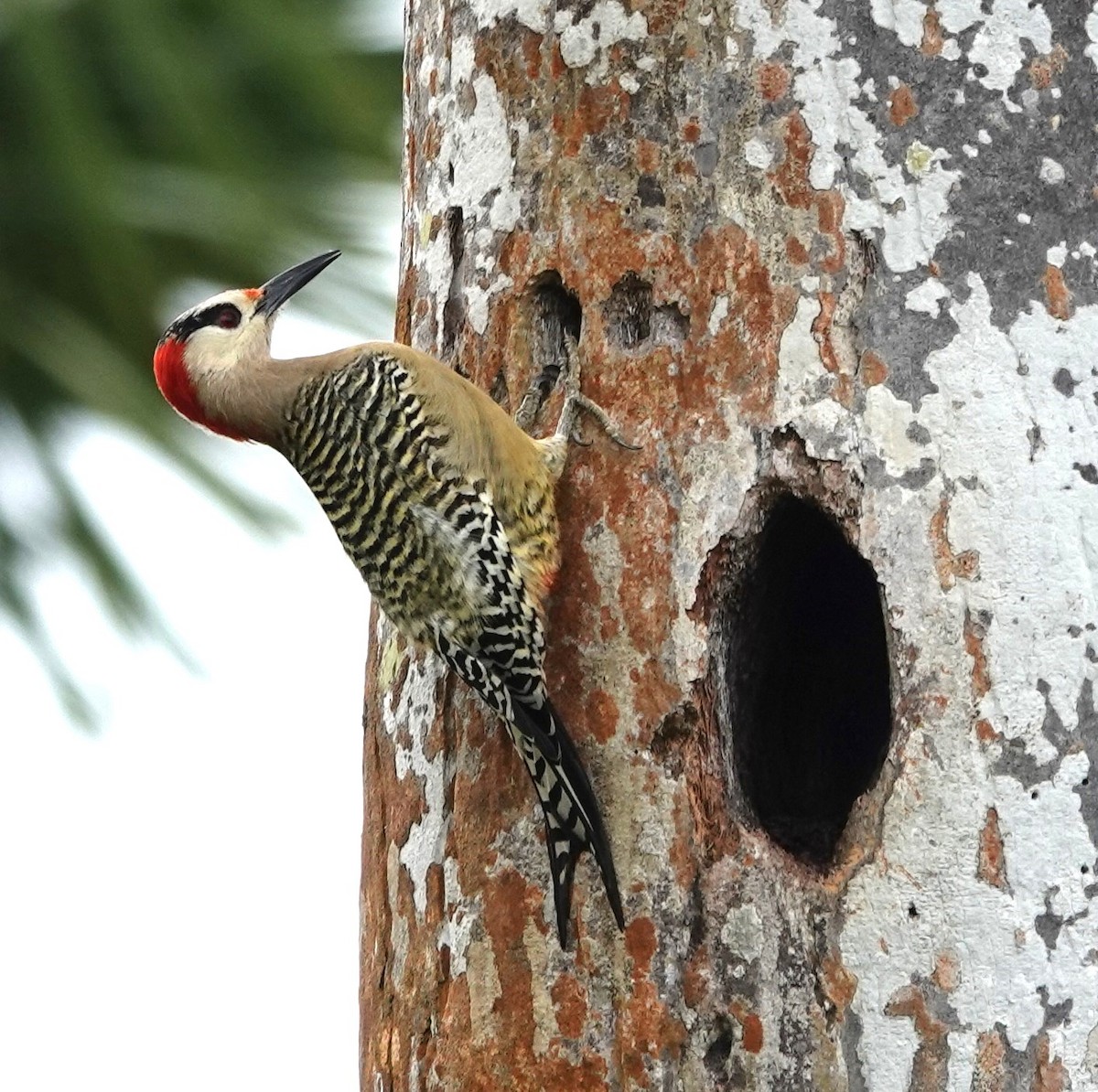West Indian Woodpecker - ML616044853