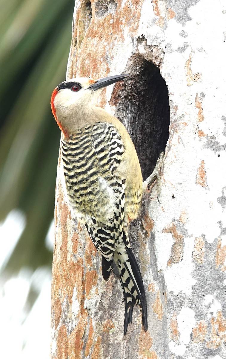 West Indian Woodpecker - ML616044859