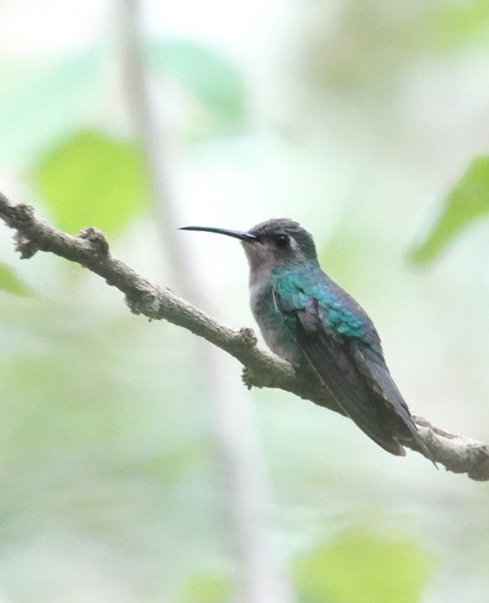 kolibřík kubánský - ML616044909