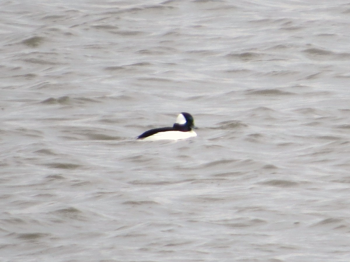 eBird Checklist - 14 Mar 2024 - Harmodon Park Slough - 11 species