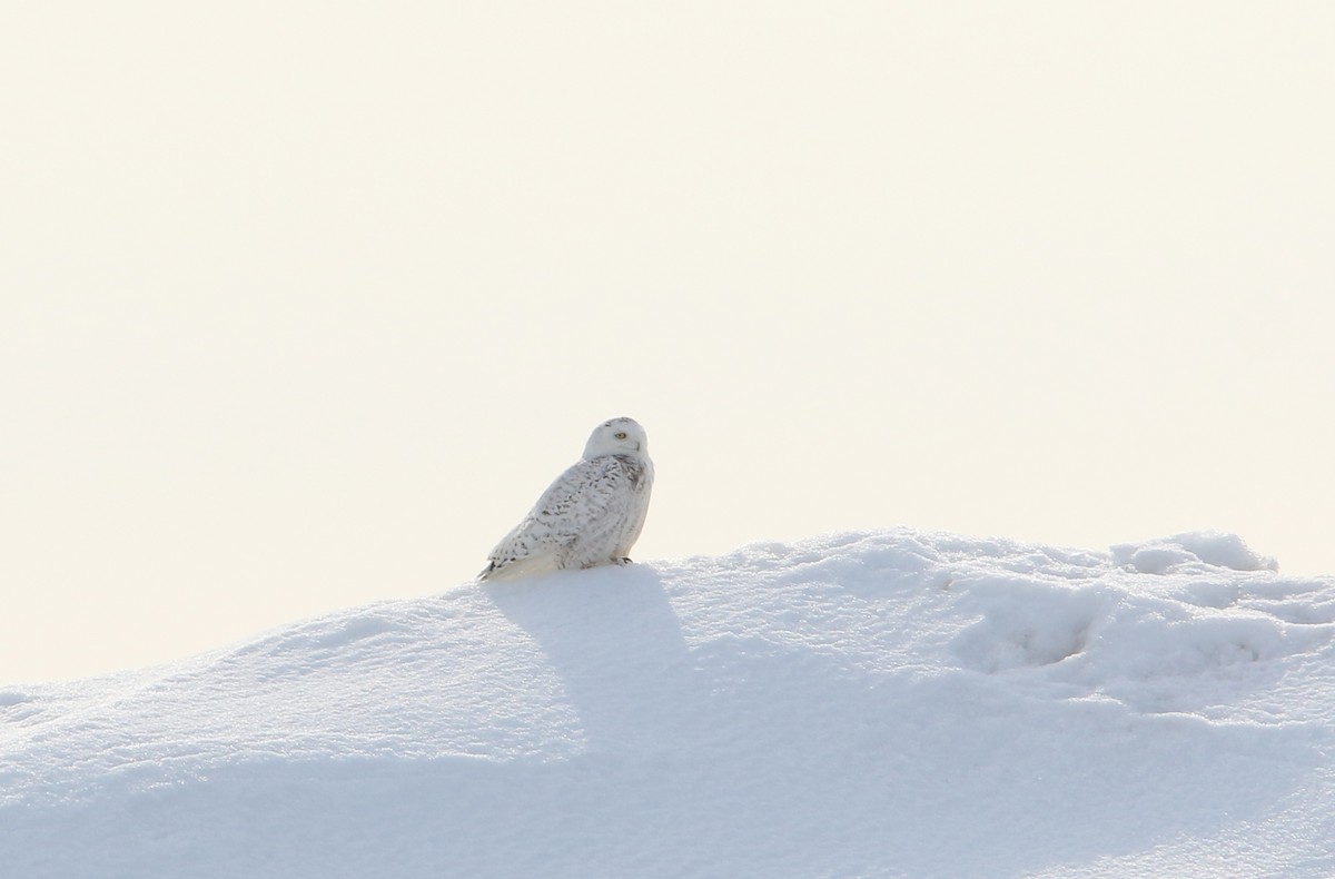 Snowy Owl - Bence Kokay