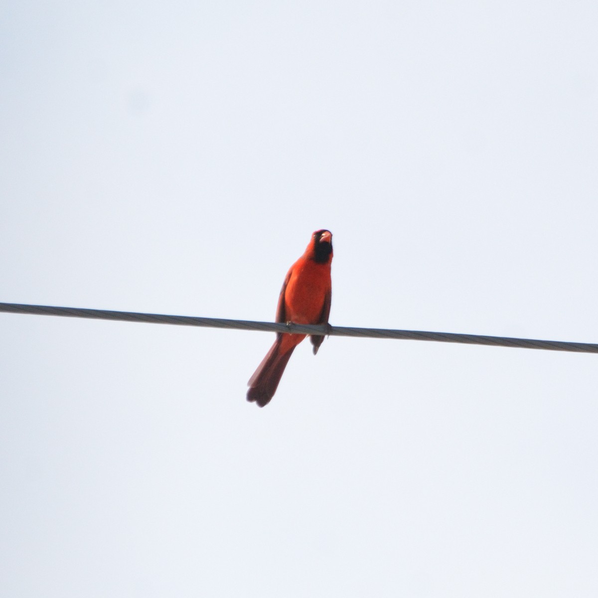 Cardinal rouge - ML616045016