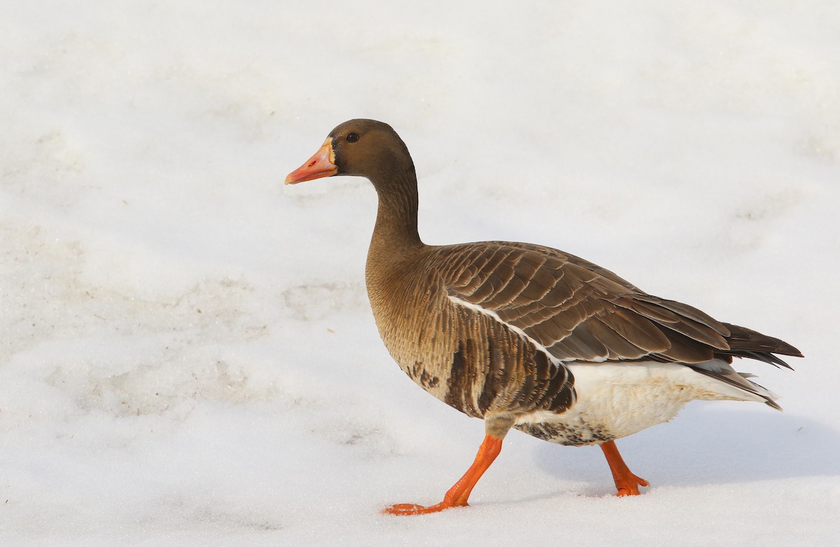 Greater White-fronted Goose - ML616045021