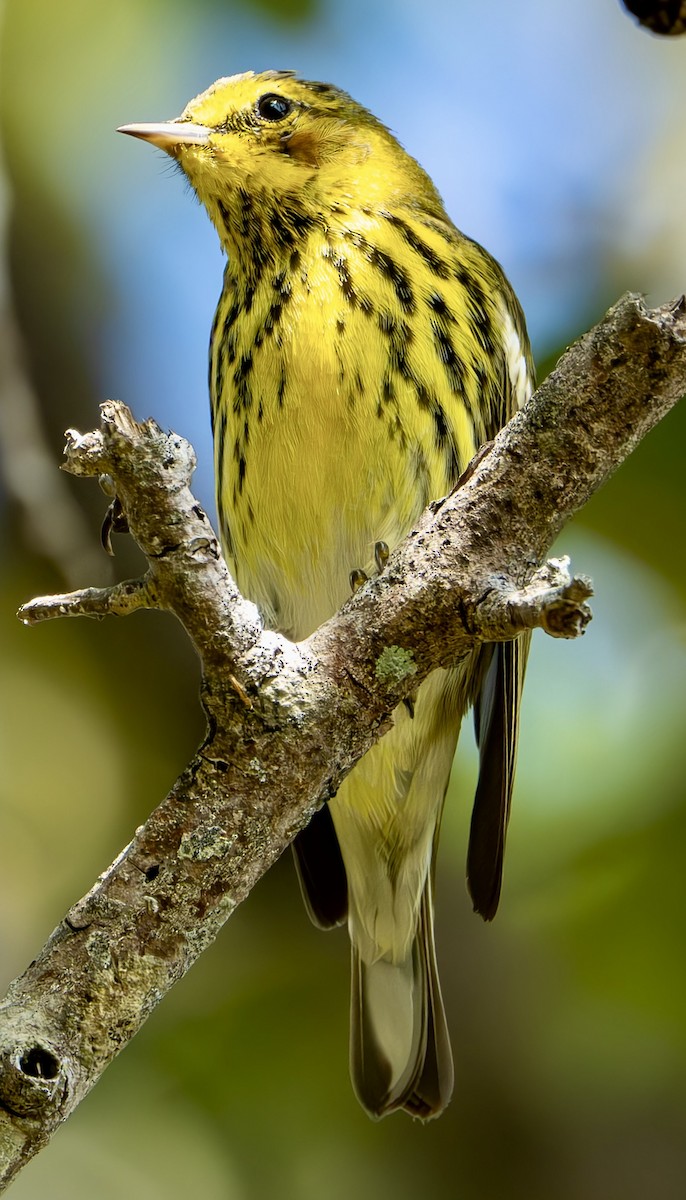 Cape May Warbler - ML616045043