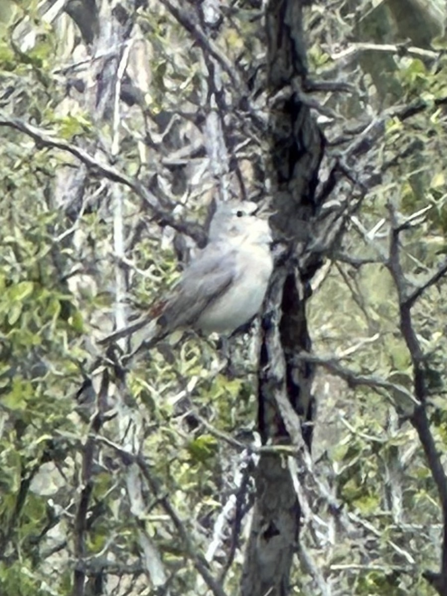 Lucy's Warbler - ML616045055
