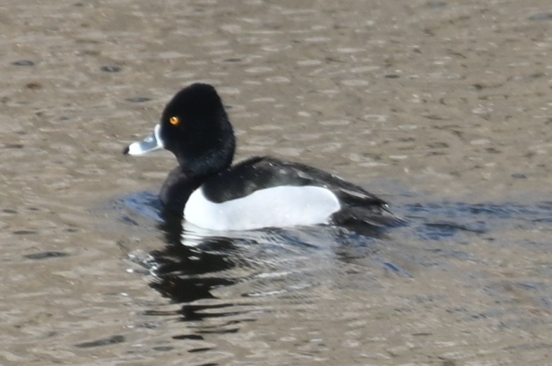 Ring-necked Duck - ML616045064