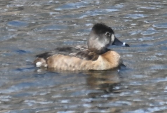 Ring-necked Duck - ML616045065