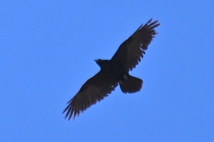 Common Raven - ML616045085