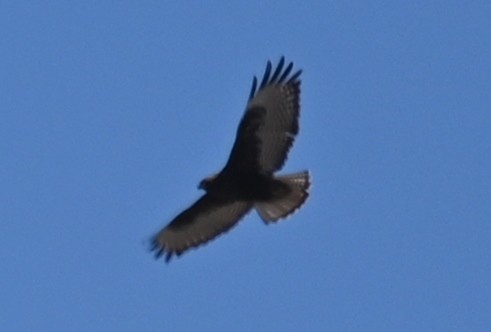 Red-tailed Hawk - ML616045105