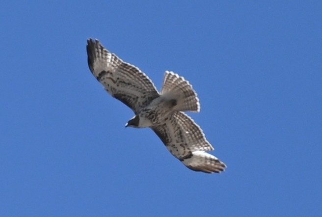 Red-tailed Hawk - ML616045117