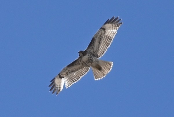 Red-tailed Hawk - ML616045120