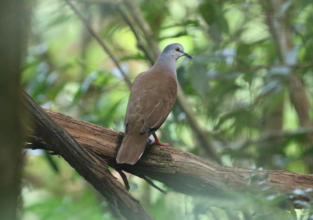 Сероголовая голубка (battyi/malae) - ML616045133