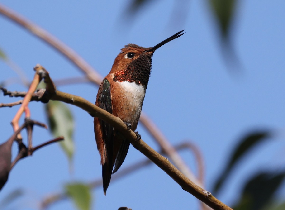 Rufous Hummingbird - ML616045145