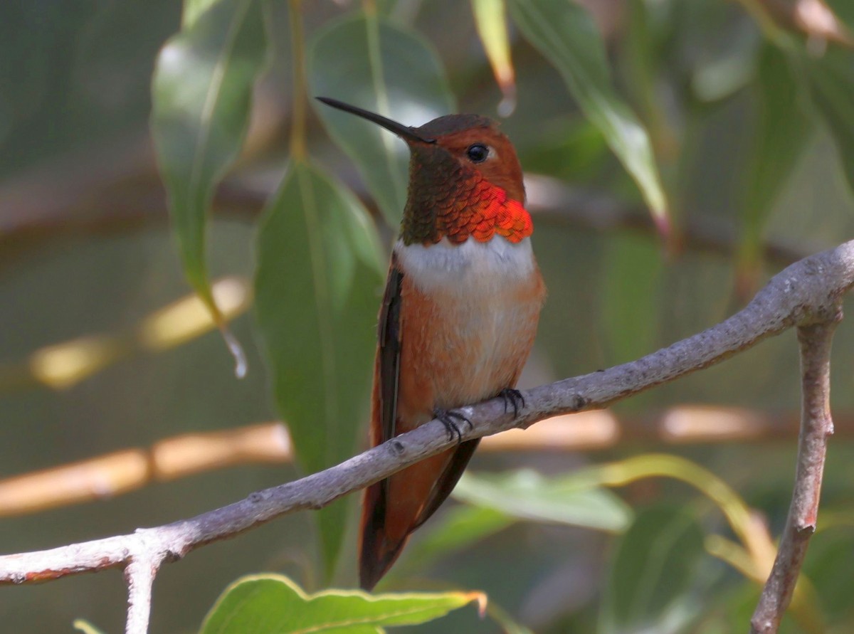 Rufous Hummingbird - ML616045148