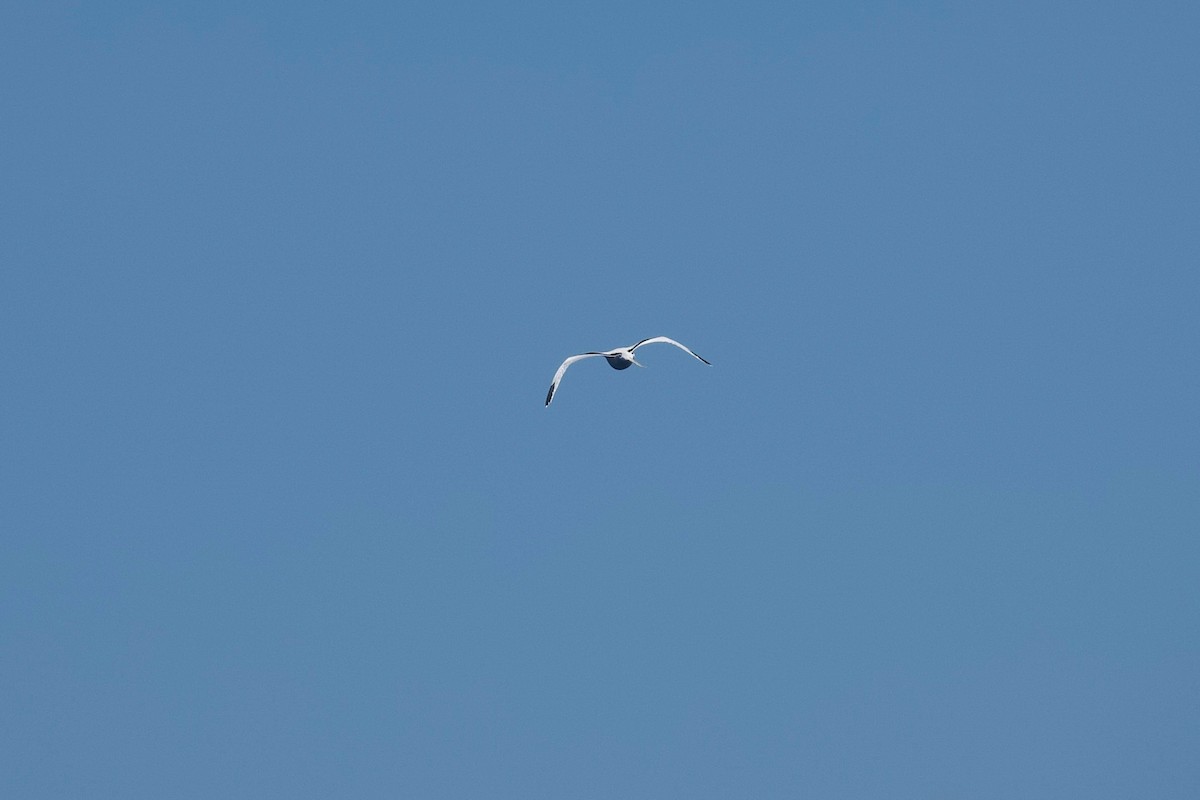White-tailed Tropicbird - ML616045159
