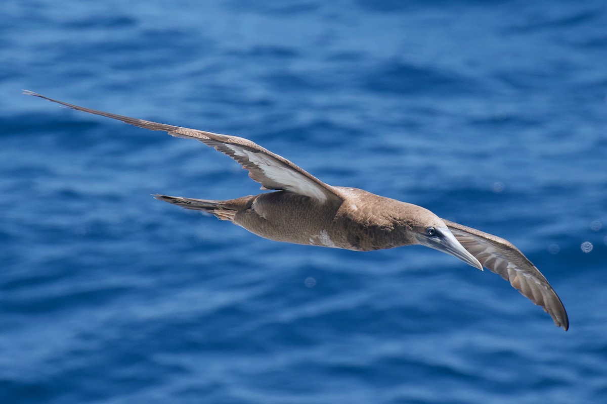 Brown Booby - ML616045165