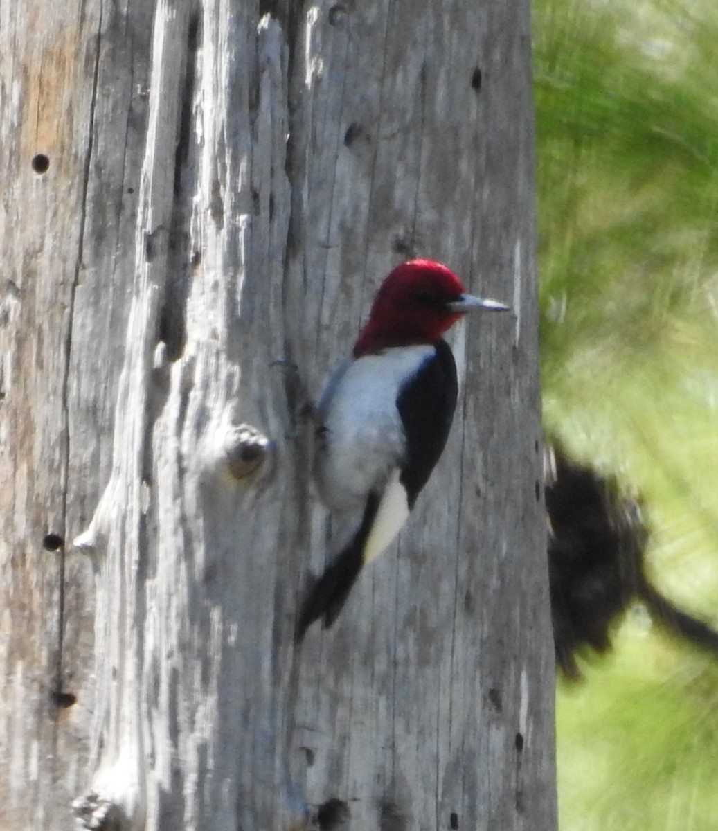 Red-headed Woodpecker - ML616045169