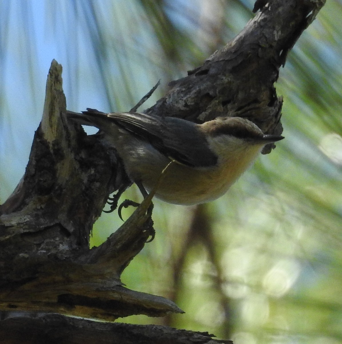 Brown-headed Nuthatch - ML616045183