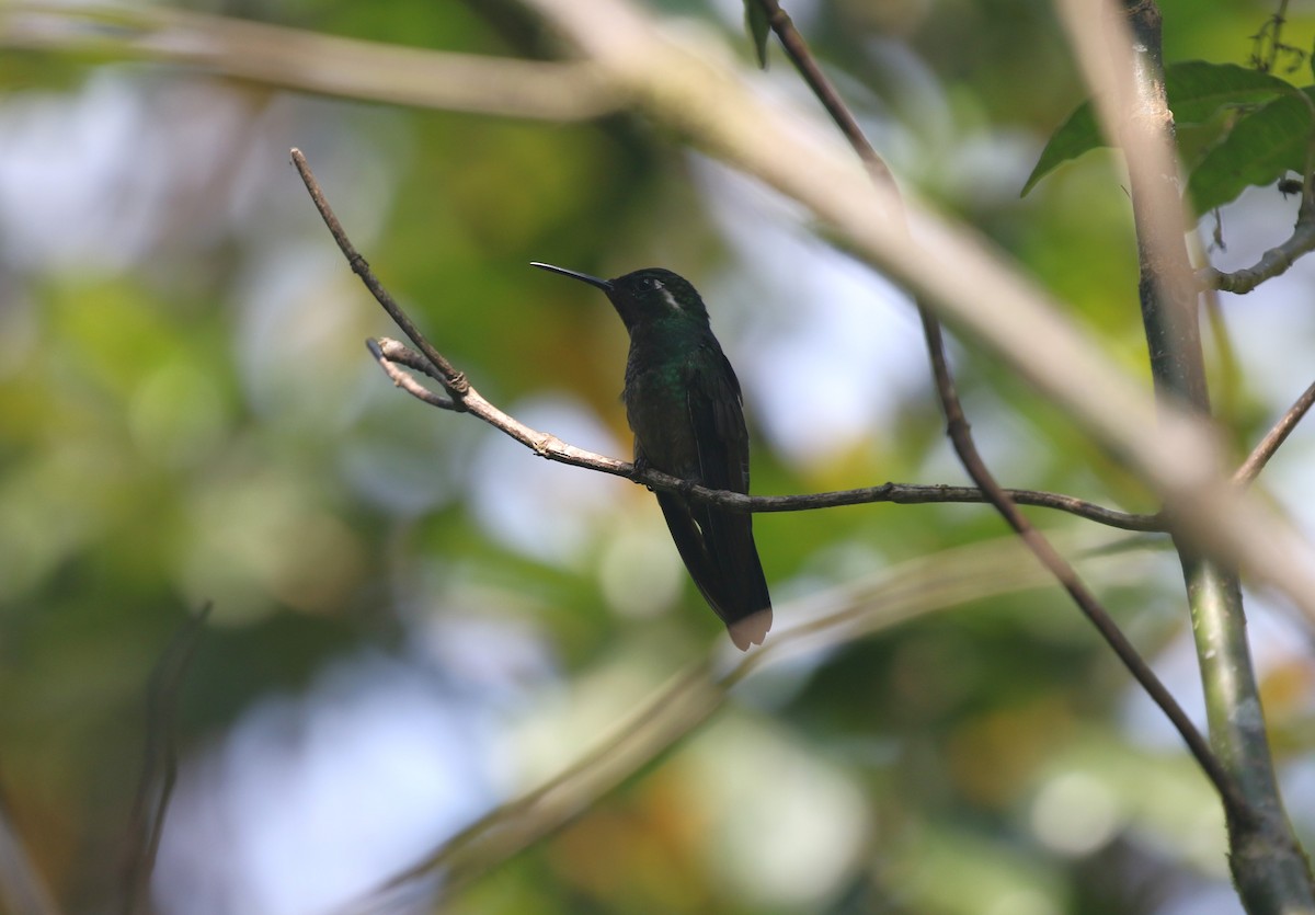 kolibřík fialovohrdlý - ML616045302