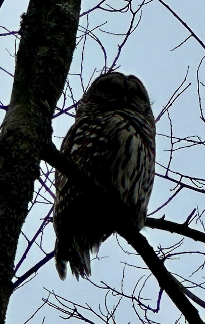 Pennsylvania Bird Atlas Checklist - 14 Mar 2024 - Frick Park--Beechwood ...