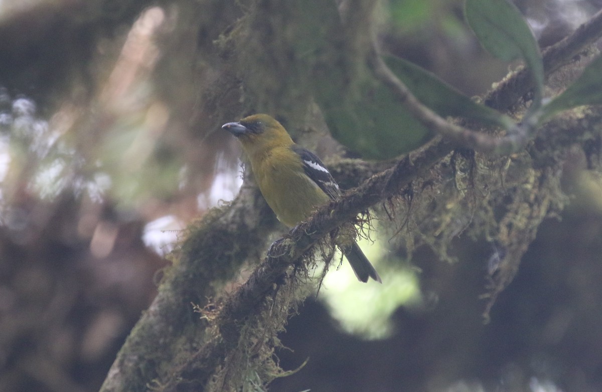 White-winged Tanager - ML616045424