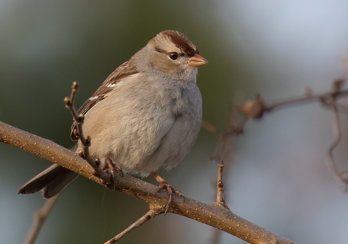 White-crowned Sparrow (Dark-lored) - Mark R Johnson