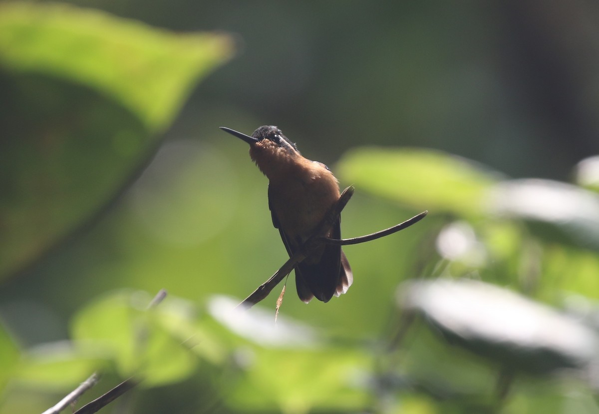 kolibřík fialovohrdlý - ML616045443