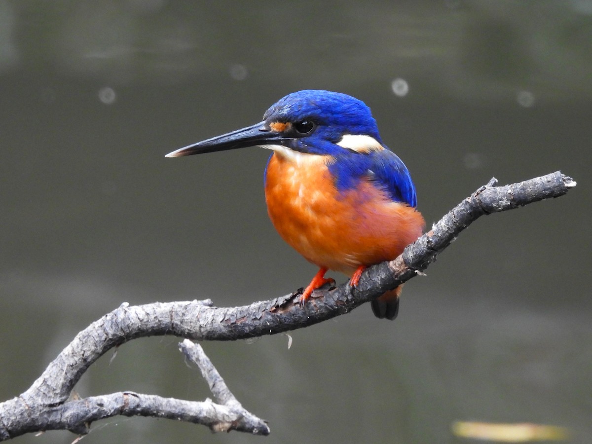 Azure Kingfisher - ML616045528