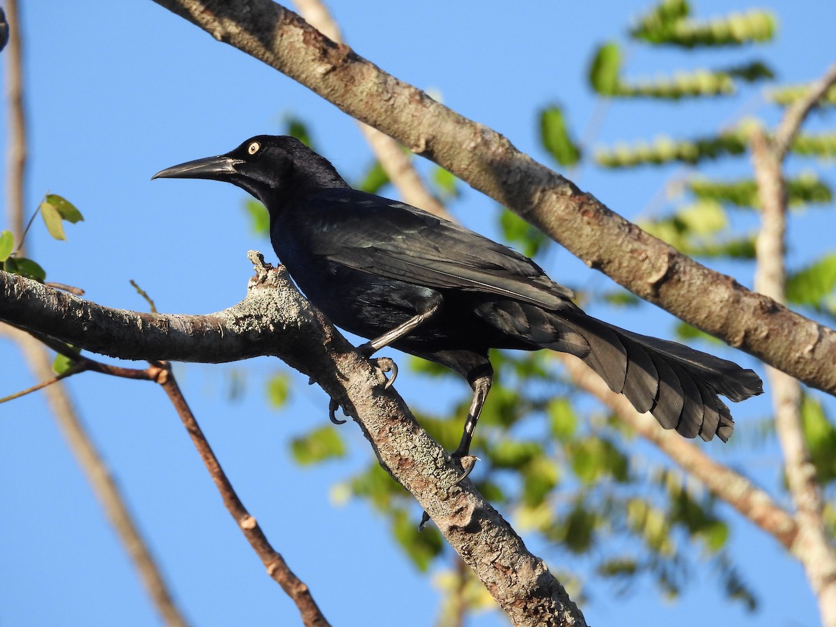 Great-tailed Grackle - ML616045772