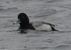 Greater Scaup - ML616045842