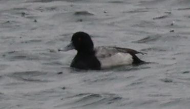 Greater Scaup - ML616045850