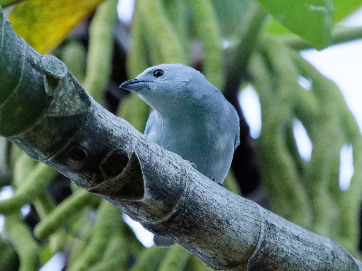 Blue-gray Tanager - ML616045902