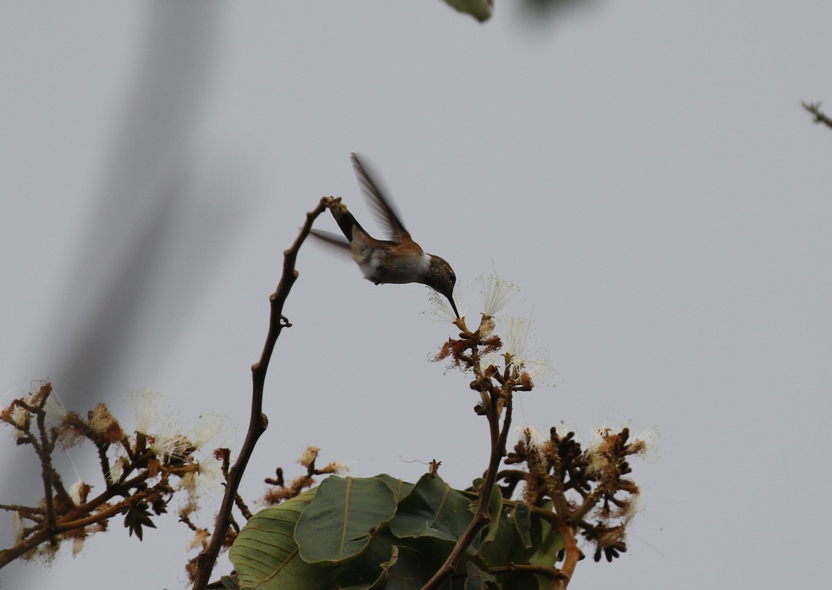 Glow-throated Hummingbird - ML616045945